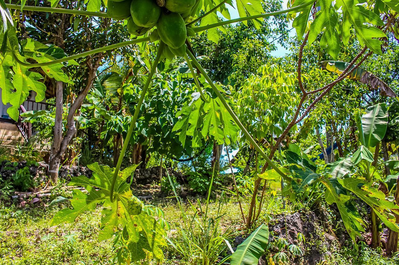 Echo Alam Nusa Lodge Ped Экстерьер фото